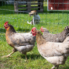 Elektrická síť STANDARD pro drůbež, slepice a kuřata, výška 112 cm, délka 25 m, 1 hrot