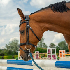 Chytrý lokátor pro koně fencee EquiGPS Track ČERNÁ