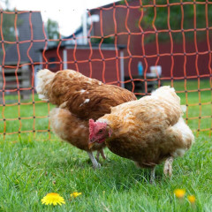 Expert sada solární ohradník - Kompletní přenosná schránka + 2J zdroj, panel 40 W, síť drůbež 112 cm