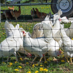 Elektrická ohradníková síť pro drůbež, výška 120 cm, délka 50 m, dvojitý hrot