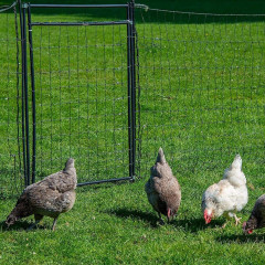 Vchodová branka k síti pro elektrický ohradník, výška 110 cm, šířka 86 cm, dvojitý hrot