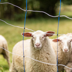 Modrá síť pro elektrický ohradník proti vlkům, výška 145 cm, délka 50 m, dvojitý hrot
