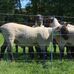 Modrá síť pro elektrický ohradník pro ovce, výška 90 cm, délka 50 m, dvojitý hrot