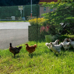 Sada dvou nevodivých ohradníkových sítí 90 cm s brankou pro psy, kočky, králíky a drůbež